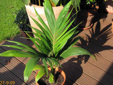 Archontophoenix alexandrae